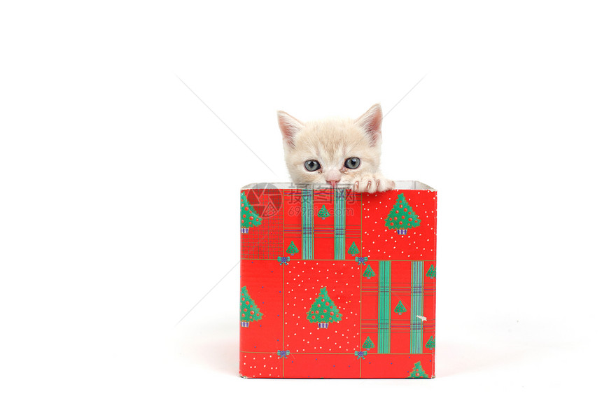 礼品盒中的猫展示爪子宠物动物惊喜家庭毛皮小猫盒子金子图片