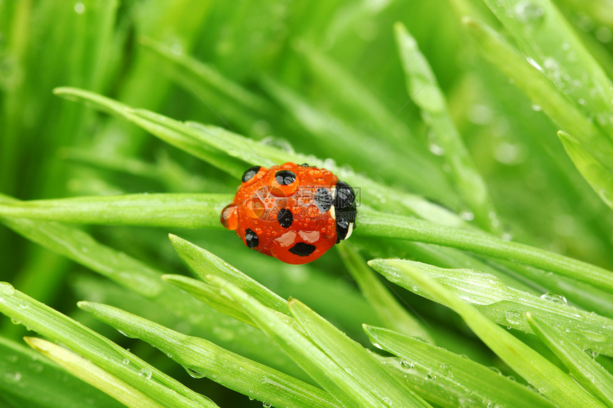 草地上的虫生长花园叶子场地野生动物植物生活昆虫刀刃季节图片