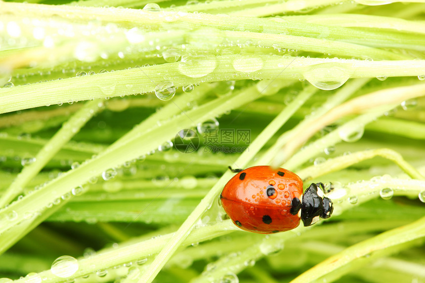 草地上的虫季节叶子阳光昆虫雨滴女士野生动物生长场地植物图片