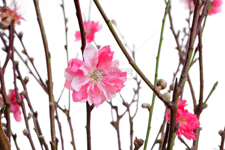 中国新年的桃花花季节叶子花园国家公园卡片木头场地环境框架图片