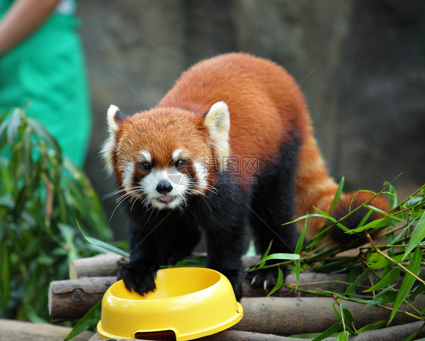 红熊猫红色荒野毛皮宠物森林野生动物棕色动物富根尾巴图片