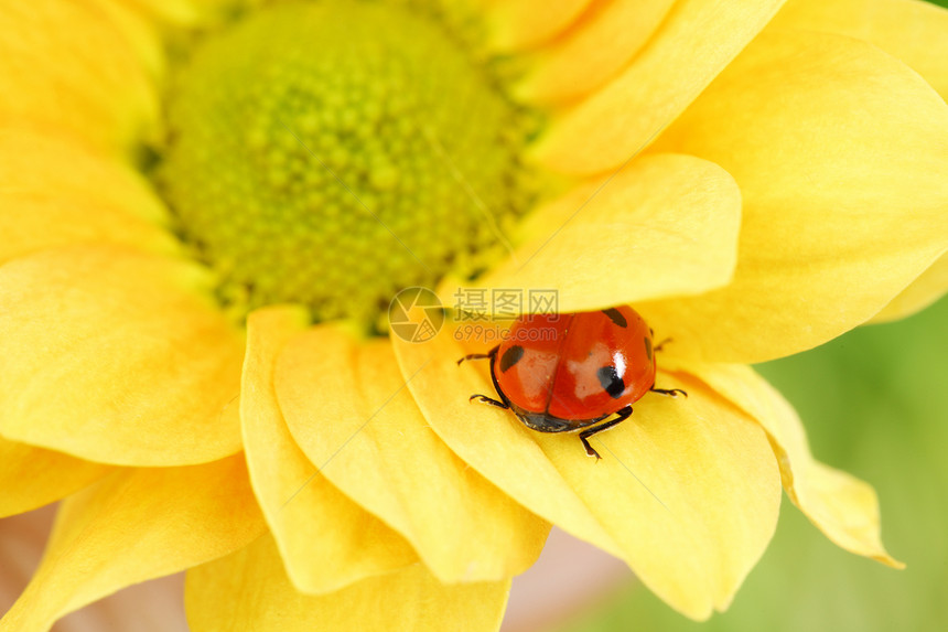 黄色花朵上的拖拉器晴天环境漏洞阳光甲虫花粉植物学草地场地花瓣图片