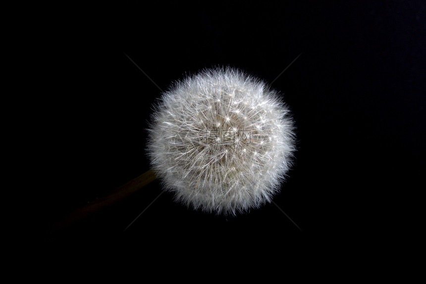 dandelion 种子头宏图片