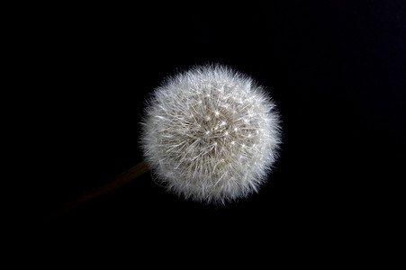 dandelion 种子头宏背景图片