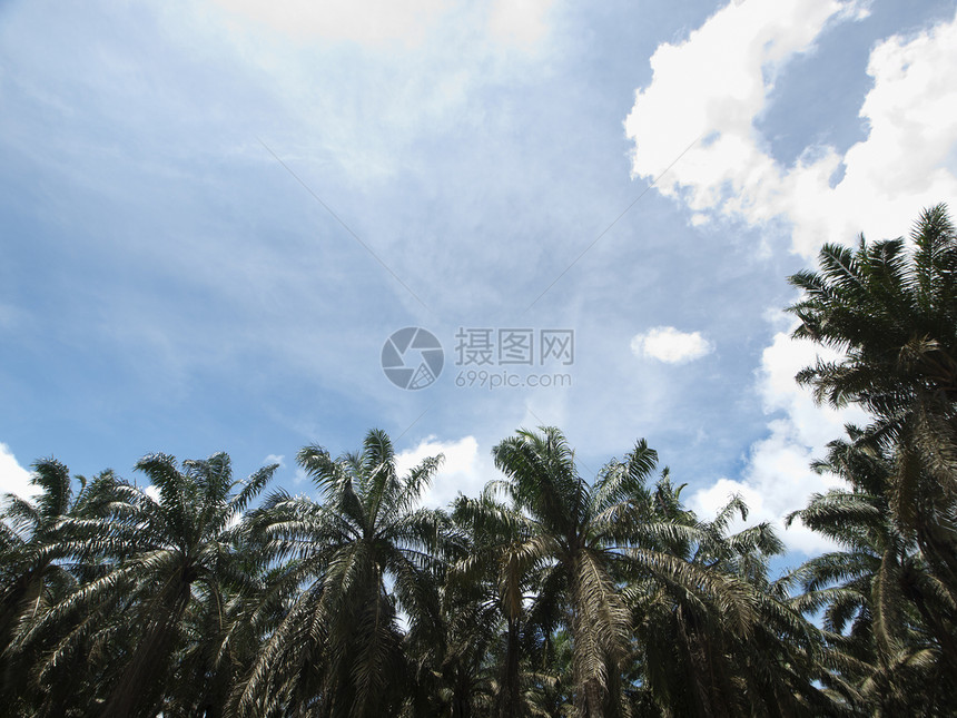 棕榈油种植园景观财产天空场地农业蓝色棕榈环境热带农村柔佛图片