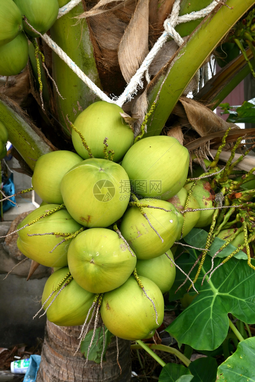 热带椰子植物学异国生长树干团体棕榈假期牛奶维生素水果图片