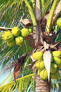 热带椰子花园叶子食物气候树干营养水果植物生长团体高清图片