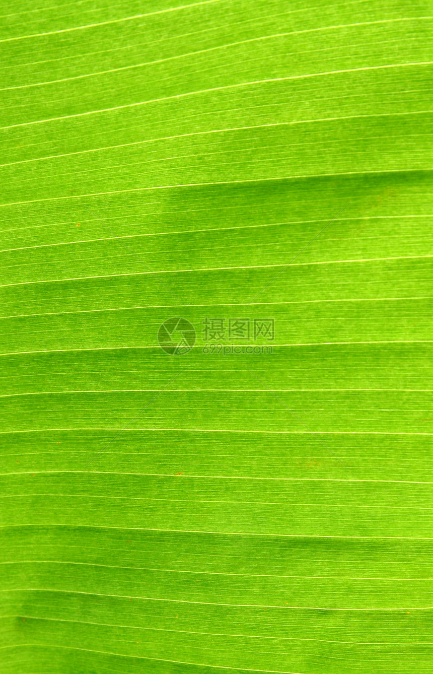 香蕉叶叶质植物光合作用静脉线条环境植物群细胞绿色活力生物学图片
