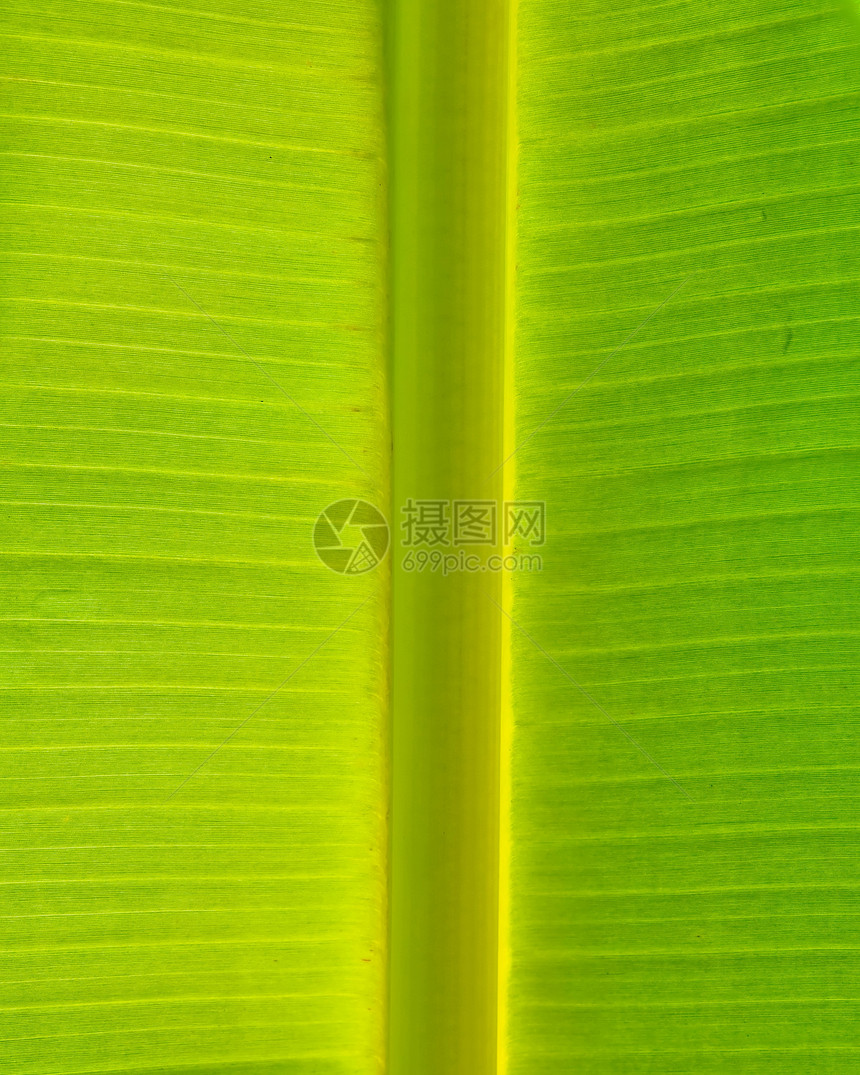 香蕉叶叶质植物线条生活进步环境宏观植物群静脉叶子细胞图片