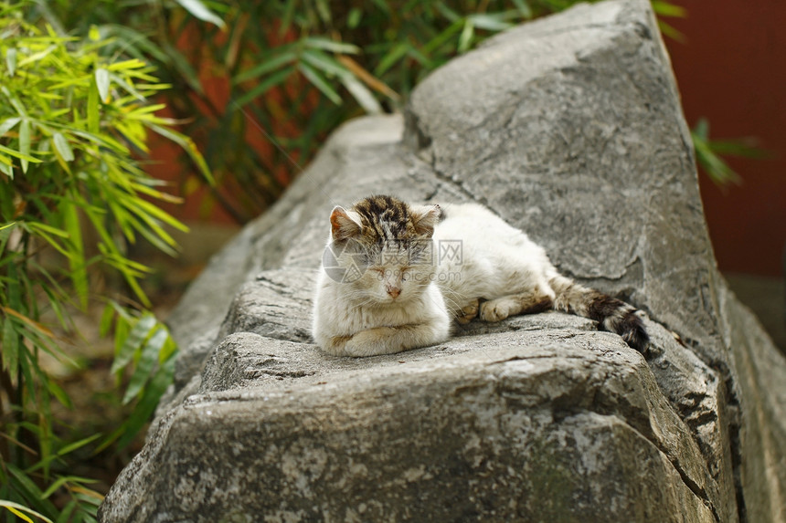 沉睡猫在岩石上乐趣虎斑头发哺乳动物小猫耳朵眼睛猫咪说谎晶须图片