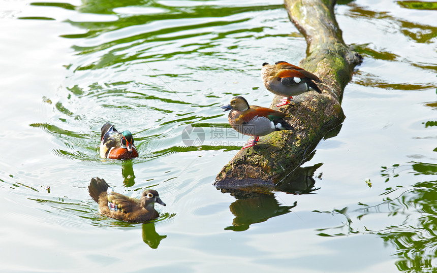 池中的鸭子羽毛反射蓝色野生动物翅膀荒野池塘异国俘虏男性图片