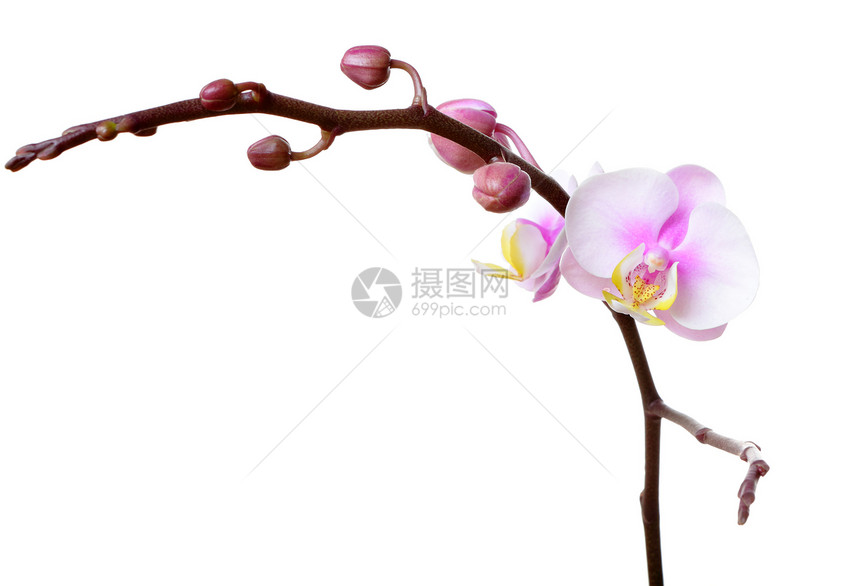 兰花花热带展示花瓣礼物白色温泉植物卡片粉色叶子图片