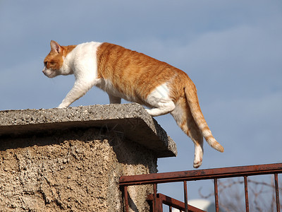 猫在栅栏上邮政警报花园眼睛伴侣过敏好奇心龟甲爪子动物背景