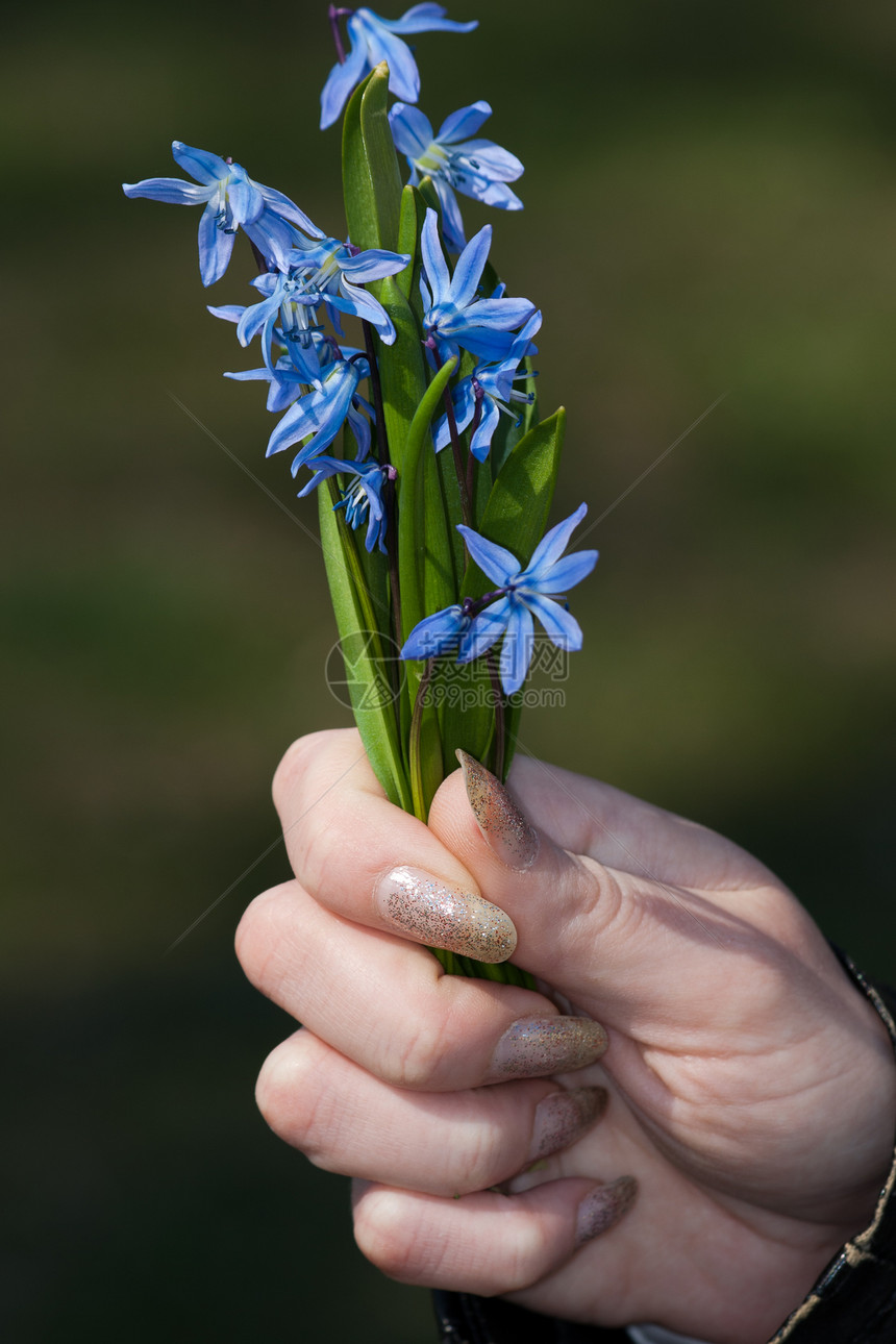 蓝春花女士植物群花园图片
