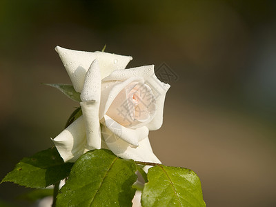 白玫瑰花象牙庆典绿色别针场地珍珠婚礼白色丝带新娘背景图片