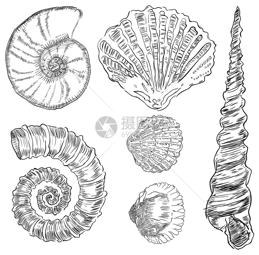 海洋动物壳壳生命螺旋化石遗迹数字古生物学生活插图绘画动物群图片