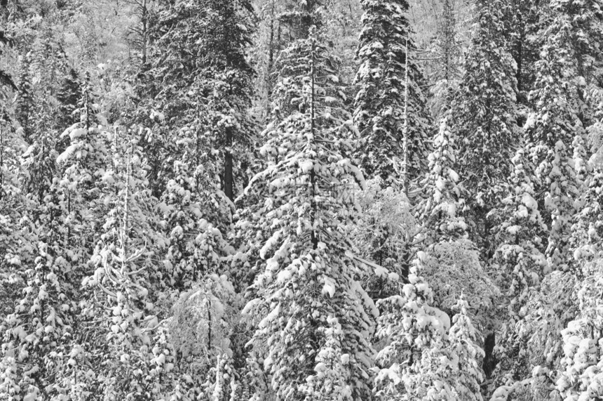 雪覆盖的树国家森林针叶枝条荒野针叶树粉末云杉乡村公园图片