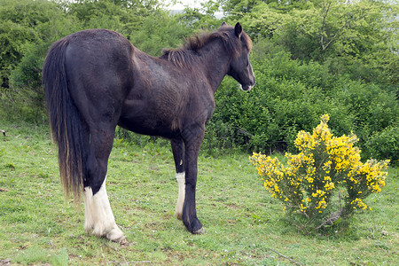 草稿马在黄毛草丛前放牧的马背景