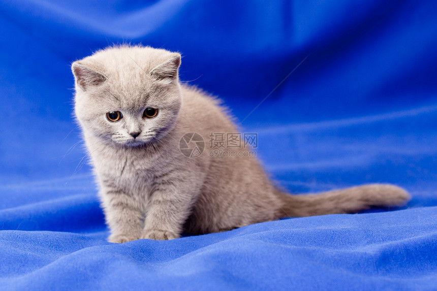 英国小猫动物蓝色灰色猫科猫咪头发宠物水平白色毛皮图片
