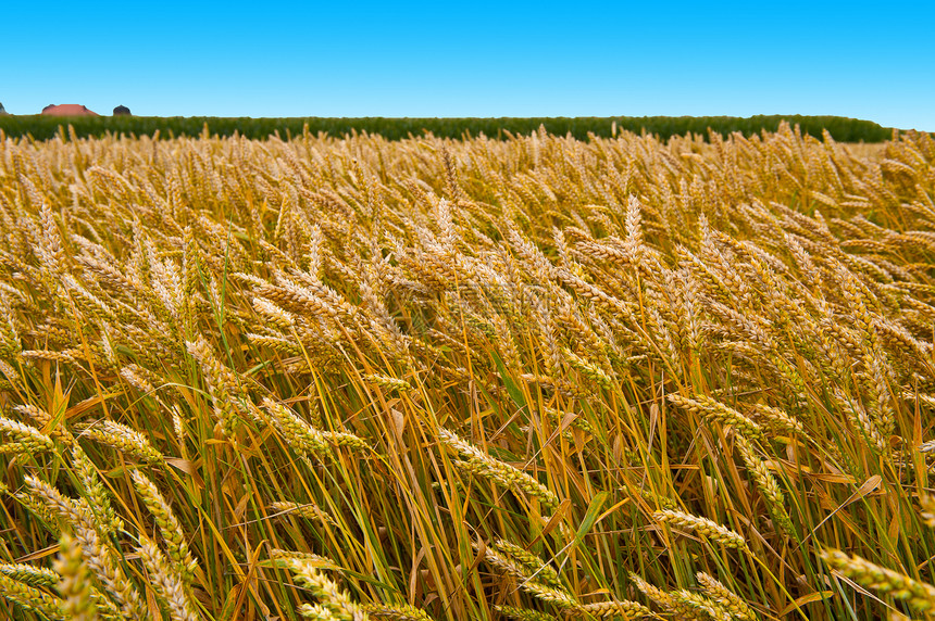 小麦田种子地球农场玉米小麦房子谷物耳朵农田生长图片