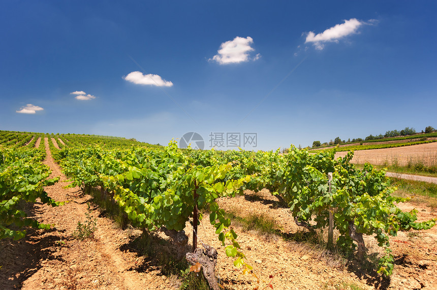 法国葡萄园葡萄酒精树叶藤蔓酒商栽培图片