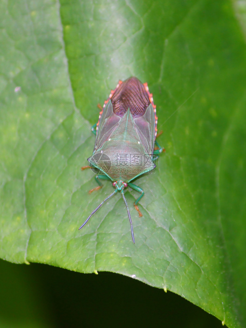 波多黎各的雨林昆虫图片