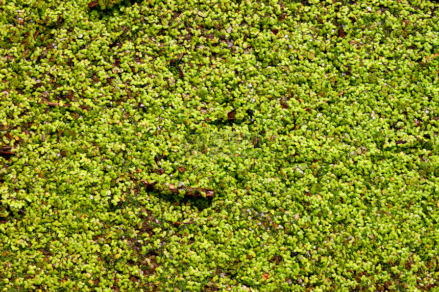 鸭草背景池塘植物群植被杂草生物学植物学绿色湿地荒野植物图片