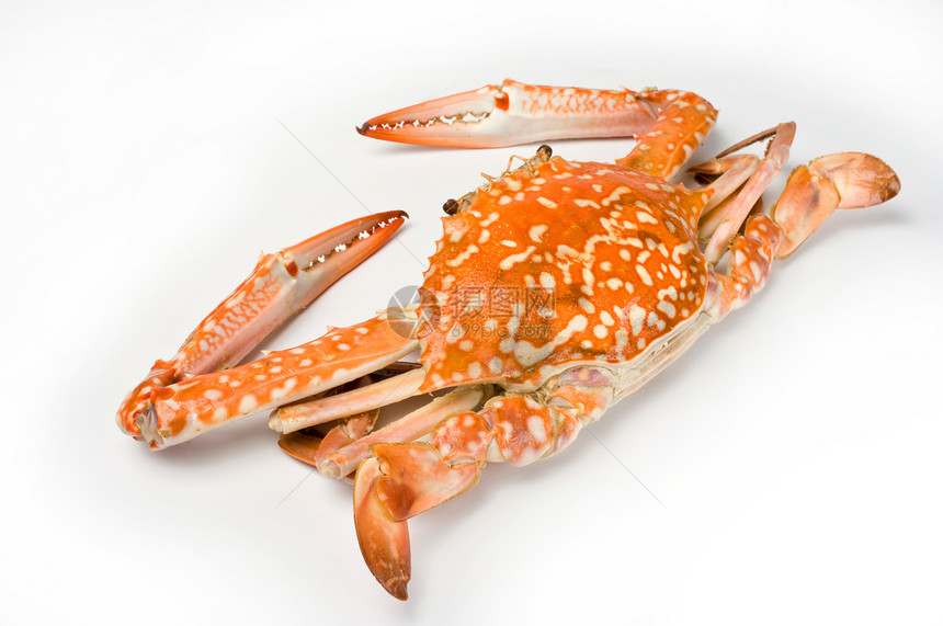 孤立的煮蟹白色动物营养螃蟹海洋贝类海鲜橙子煮沸美食图片