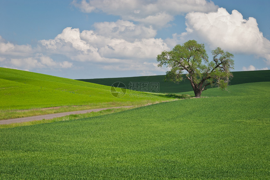 夏初美国华盛顿惠特曼郡Whitman县孤树和绿麦田图片