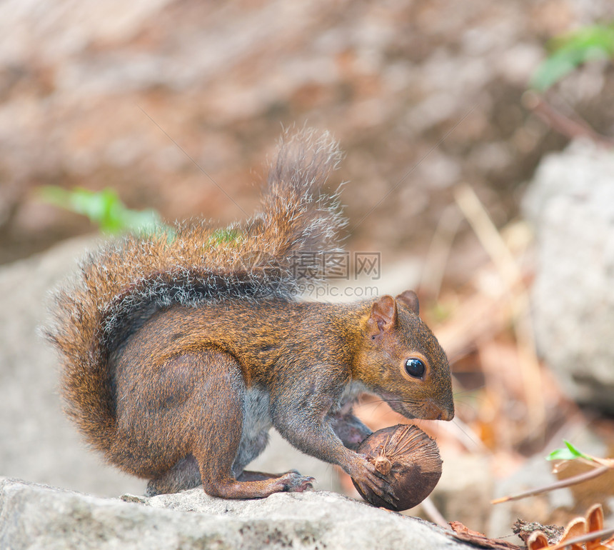 松鼠吃坚果哺乳动物棕色动物种子毛皮图片
