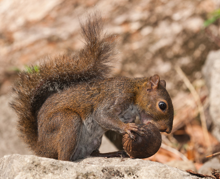 松鼠吃坚果哺乳动物种子动物棕色毛皮图片