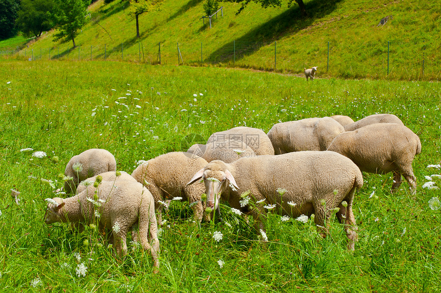 放牧羊农田食物家畜国家人群畜栏哺乳动物羊肉季节羊毛图片
