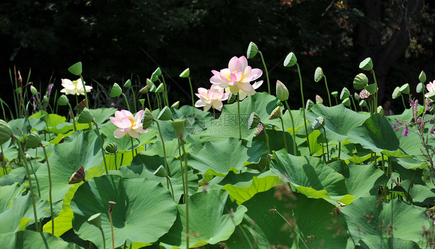 莲体黑色植物粉色荷花花瓣热带情调睡莲异国百合图片