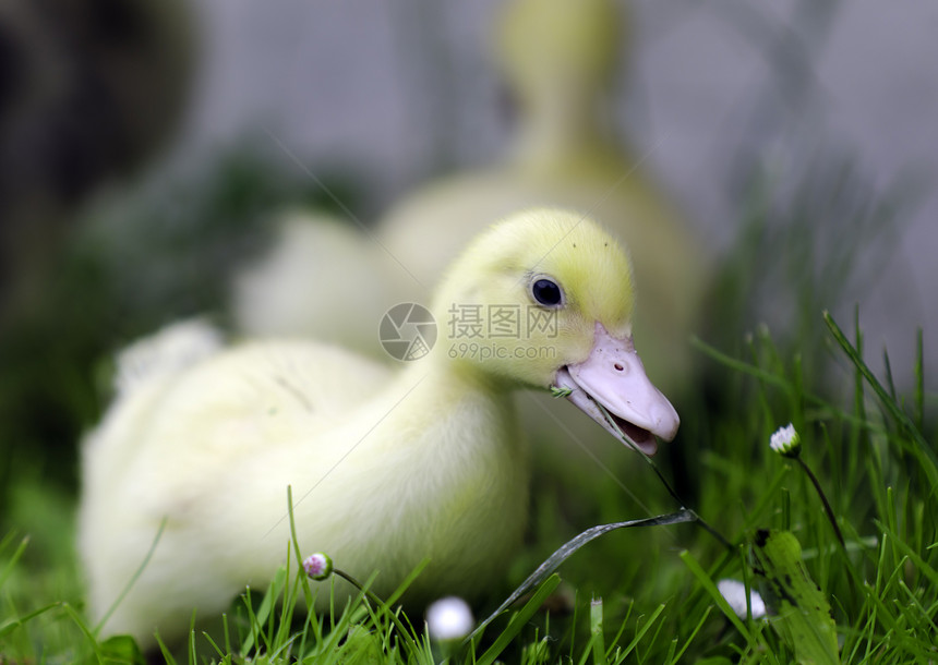 带宽农家院农场婴儿黄色小鸭子动物图片