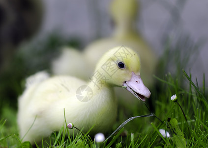 带宽农家院农场婴儿黄色小鸭子动物背景图片