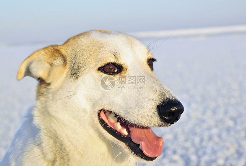 一条狗的肖像宠物成人犬齿毛皮阳光动物哺乳动物保真度手表舌头图片