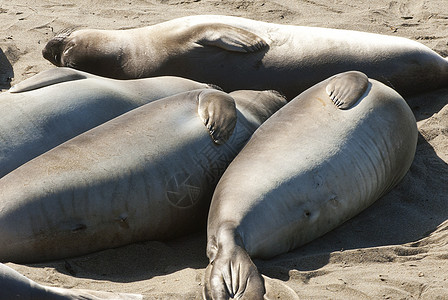 加州沙滩上的懒惰大象海豹背景图片