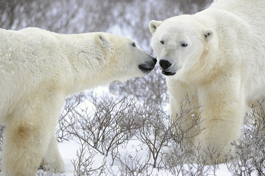 两只北极熊食肉爪子天气濒危毛皮鼻子旅行苔原栖息地捕食者图片