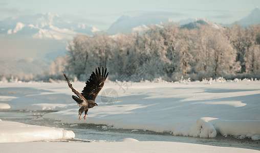 鹰河秃鹰飞行猎人野生动物捕食者航班树木猎物鸟类蓝色动物翅膀背景