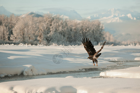 鹰河秃鹰飞行野生动物动物猎人捕食者航班鸟类猎物旅行树木领导背景