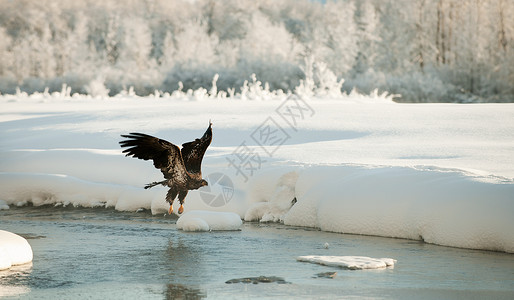 河鹰美国猛禽高清图片
