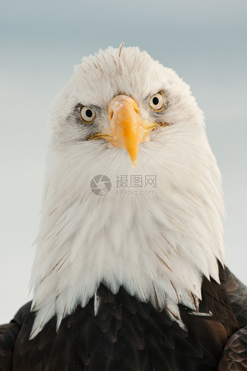 秃鹰近身肖像荒野鸟类野生动物旅行羽毛脊椎动物猎鹰阳光眼睛翅膀图片