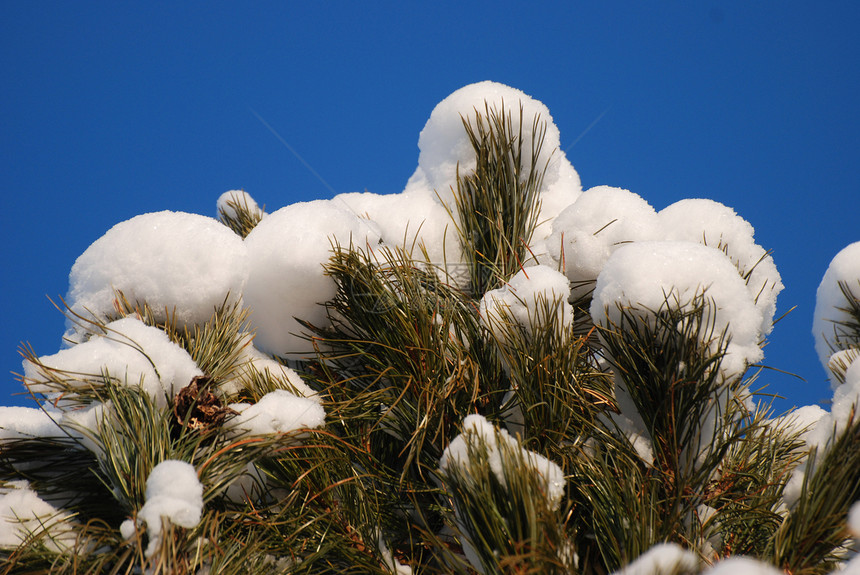 被雪覆盖白色艺术蓝色松树针叶树森林分支机构天气晴天天空图片