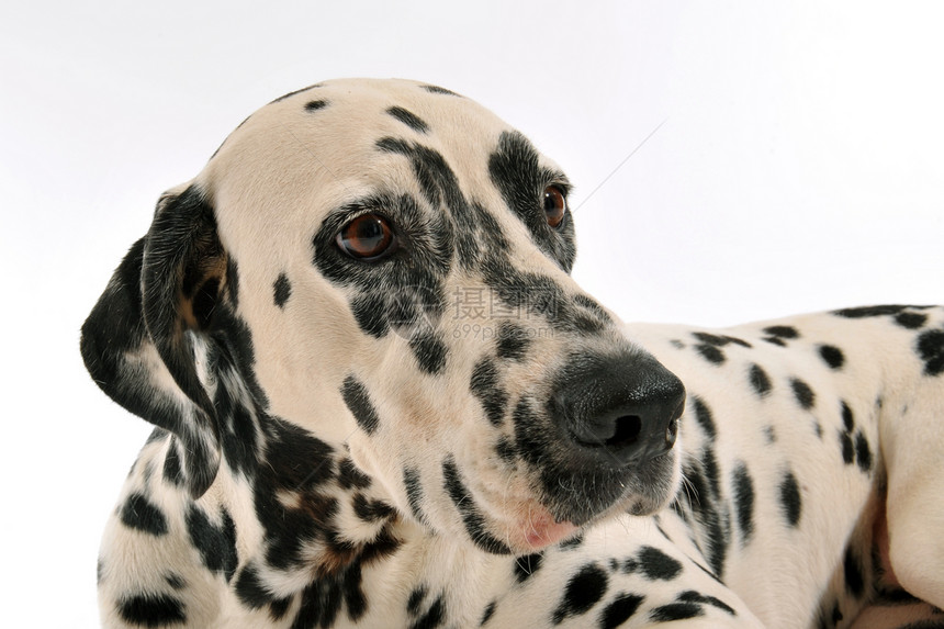 达尔马特语Name毛皮工作室悲伤动物黑色斑点犬类白色哺乳动物宠物图片