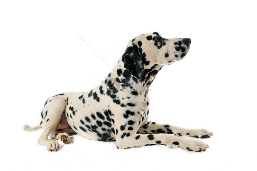 达尔马特语Name斑点黑色白色犬类宠物动物毛皮哺乳动物悲伤工作室图片