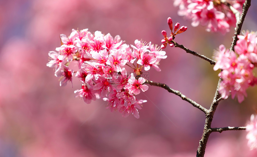 粉红花公园花瓣天空樱花植物学美丽植物花园文化图片