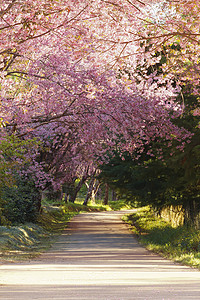 樱花花土井季节房子天空植物场景红斑亚科蓝色痤疮高清图片