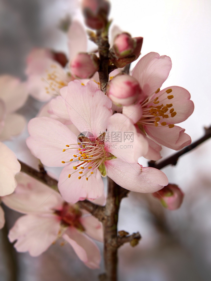 树叶木材树花果树结构嫩叶叶子花朵图片