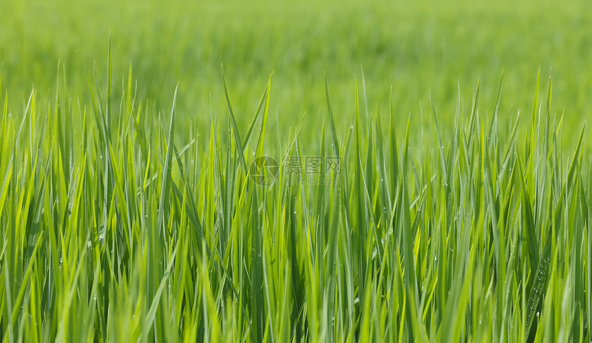 绿稻培育金子收成粮食风景谷物热带季节场地种植园图片