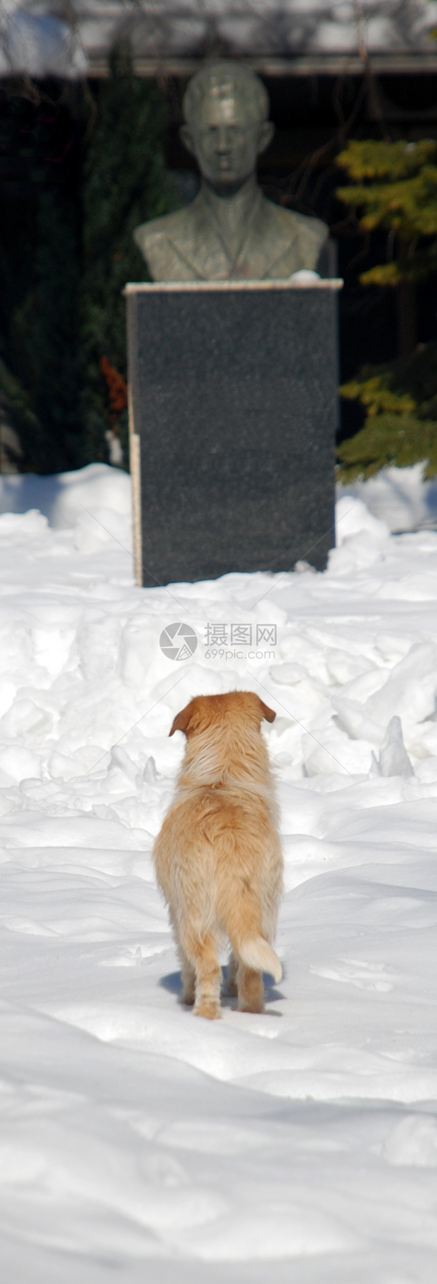 狗狗在看纪念碑图片
